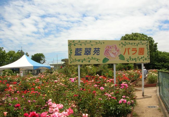 藍住町バラ園