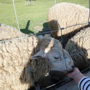 たくさんの動物たちとふれあえる！