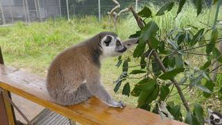 いろいろなお猿さんと出会えます