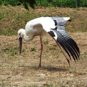 コウノトリの郷公園に行くなら５月中旬～下旬がお薦めです！