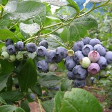 ぶどうみたいにたわわになっています