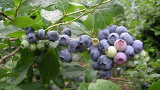 関東最大のブルーベリー狩り園？？