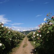 酔芙蓉祭りがあります！