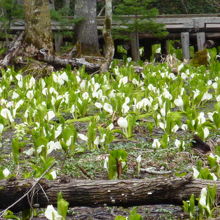 咲き乱れる水芭蕉