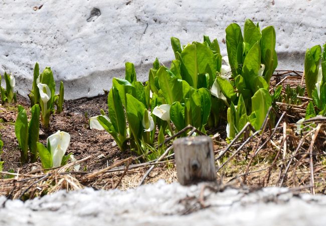 千石園地 クチコミ アクセス 営業時間 飛騨高山 古川 フォートラベル 千石園地 クチコミ アクセス 営業時間 飛騨高山 古川 フォートラベル