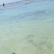 石垣島で魚が多く見れるビーチ