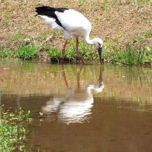 池にいるドジョウを追いかけているみたい