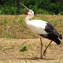 何か叫んでいるみたいですね