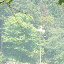 このポールの上に巣があって、孵ったばかりの雛がいるそうです