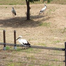 柵越しにコウノトリが４羽いました。（羽を切られて飛べない状態