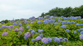 花はすごい。されど・・