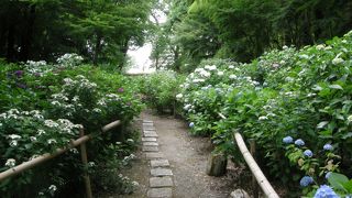 あじさいの季節は素敵です