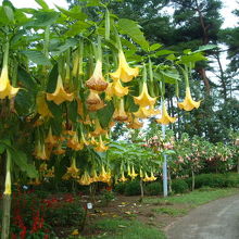 南八ヶ岳花の森公園