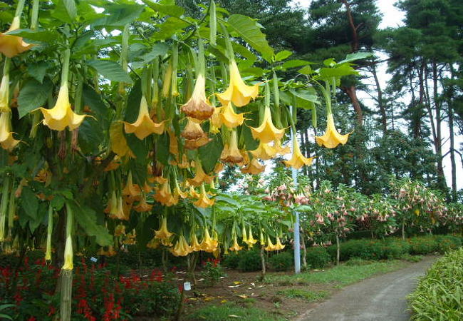 園内のお花