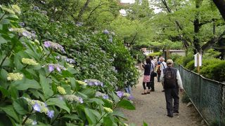 6月上旬あじさいはこれからでした。