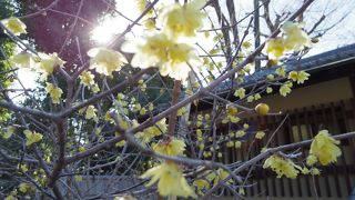 都内の梅の名所