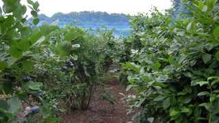 横浜でブルーベリー狩り。