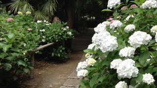 期間限定ですよ