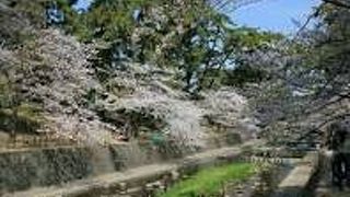 花見ならここ！