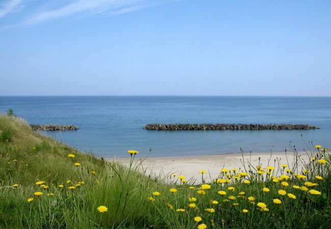 海岸には花も沢山咲いていました