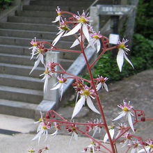 「玉作湯神社」への石段
