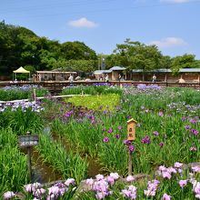 花菖蒲園