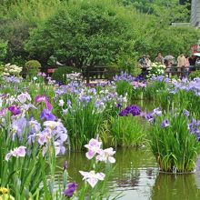 満開の菖蒲