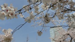 スカイツリーをバックにお花見♪