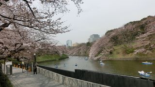 有名すぎる都内の桜スポット