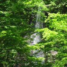 新緑の中を流れ落ちる『白糸の滝』