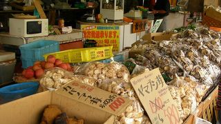 見たこともない珍しいきのこが沢山ありました