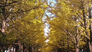 ライトアップも昼間もステキ