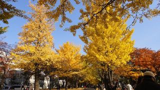 美しい黄色の世界