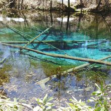池の底がエメラルドグリーンで神秘的です