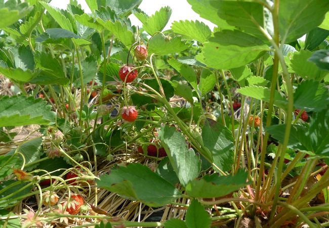 立野原観光農園いちご狩り