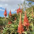 ダーバン植物園