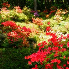 ツツジがきれいでした