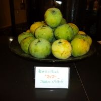 リゾートの木からとれたマンゴは、無料で食べられる。