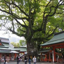 熊野那智大社