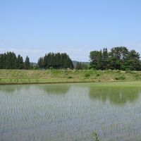 水田に移る林が面白くてパチリ！