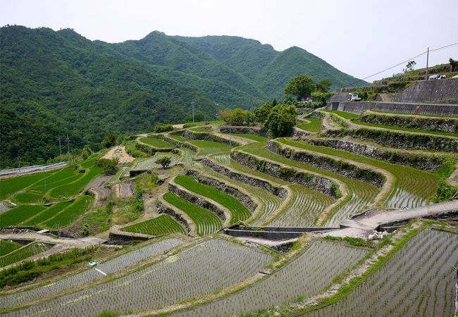 中山千枚田