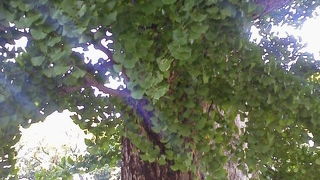 関東大震災で奇跡的に焼け残った「震災イチョウ」～大手町～