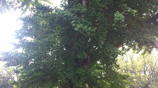 奇跡のイチョウです!!