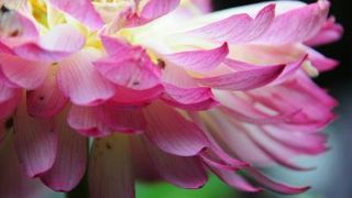 （上海）蓮の花の見ごろまであと1，2週間！