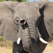 象中心の動物園