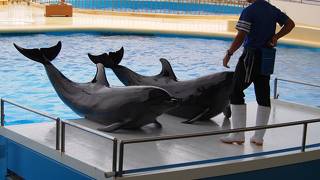 イルカのショーが面白い！