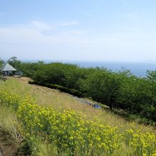 展望台の菜の花