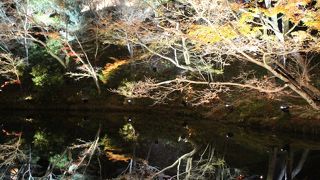 ライトアップされた紅葉がスッゴイ　\(◎o◎)／！