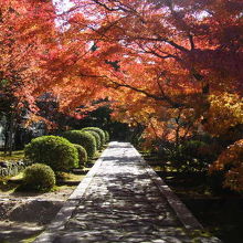 参道の紅葉