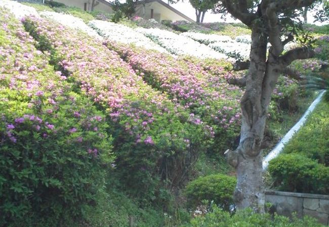 ツツジが綺麗です